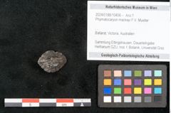 Foto (Objekt + Etikett) von Phymatocaryon mackayi F.V. Mueller (NHMW-GEO-2024-0188-10456)